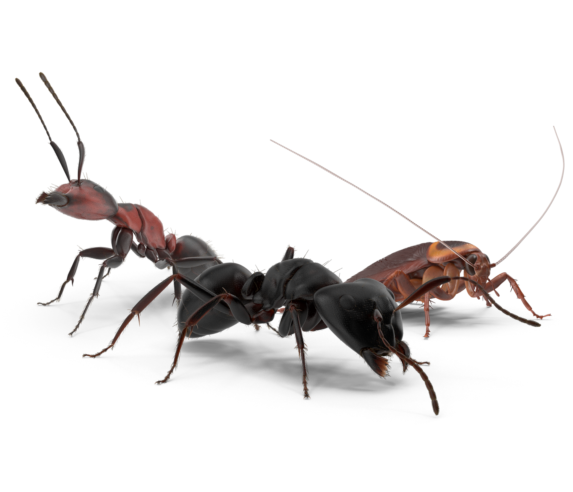 Frontier Pest Control